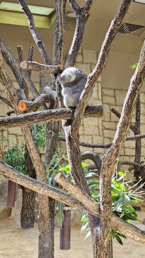 名古屋市東山動植物園に投稿された画像（2024/10/11）