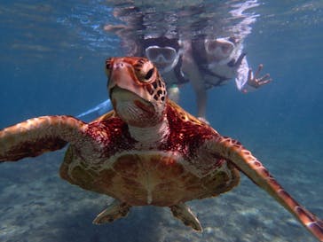 nico 宮古島に投稿された画像（2024/10/11）