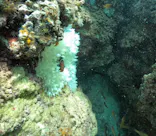 武藤潜水に投稿された画像（2024/10/11）