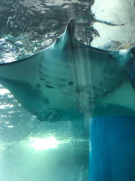 マクセル アクアパーク品川に投稿された画像（2024/10/11）