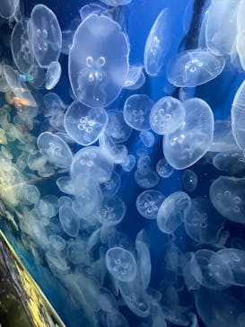 鴨川シーワールドに投稿された画像（2024/10/11）