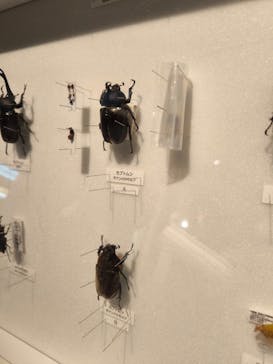 特別展「昆虫 MANIAC」（国立科学博物館）に投稿された画像（2024/10/11）