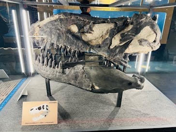 福井県立恐竜博物館に投稿された画像（2024/10/11）