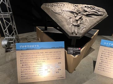 福井県立恐竜博物館に投稿された画像（2024/10/11）