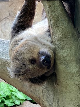 那須どうぶつ王国に投稿された画像（2024/10/11）