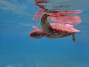 nico 宮古島に投稿された画像（2024/10/11）