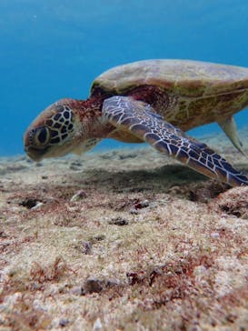 nico 宮古島に投稿された画像（2024/10/11）