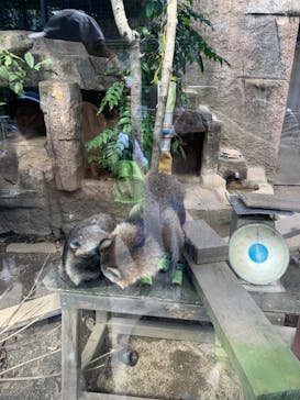 天王寺動物園に投稿された画像（2024/10/12）