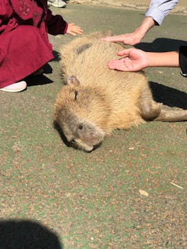 伊豆シャボテン動物公園に投稿された画像（2024/10/12）