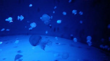 京都水族館に投稿された画像（2024/10/12）