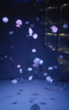 京都水族館に投稿された画像（2024/10/12）