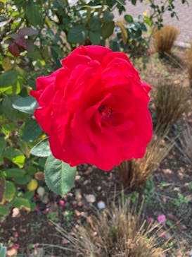 いばらきフラワーパークに投稿された画像（2024/10/12）