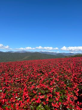 ひるがのピクニックガーデンに投稿された画像（2024/10/12）