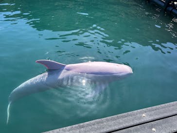 太地町立くじらの博物館に投稿された画像（2024/10/12）