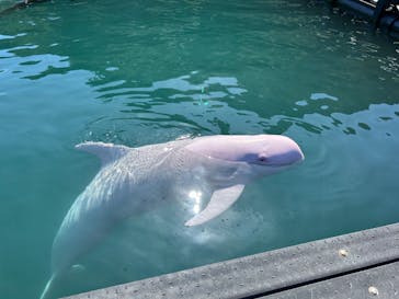 太地町立くじらの博物館に投稿された画像（2024/10/12）