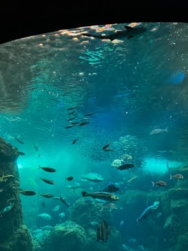新江ノ島水族館×岩屋に投稿された画像（2024/10/12）