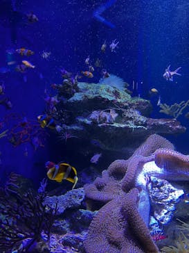 新江ノ島水族館×岩屋に投稿された画像（2024/10/12）