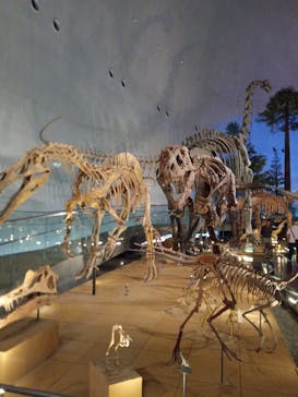 福井県立恐竜博物館に投稿された画像（2024/10/12）