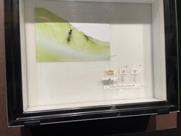 特別展「昆虫 MANIAC」（国立科学博物館）に投稿された画像（2024/10/12）