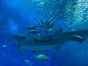 沖縄美ら海水族館に投稿された画像（2024/10/12）