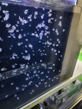 アクアワールド茨城県大洗水族館に投稿された画像（2024/10/12）