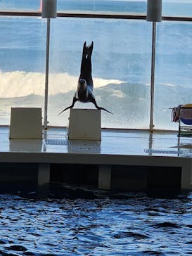 アクアワールド茨城県大洗水族館に投稿された画像（2024/10/12）