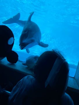 鴨川シーワールドに投稿された画像（2024/10/12）