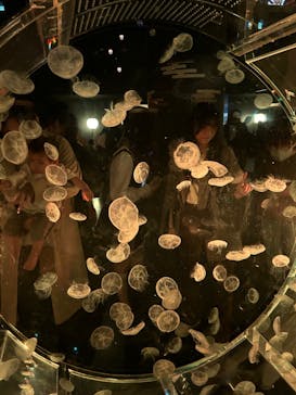 マクセル アクアパーク品川に投稿された画像（2024/10/12）