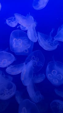 新江ノ島水族館に投稿された画像（2024/10/12）