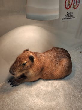 アニタッチ 東京ドームシティに投稿された画像（2024/10/12）