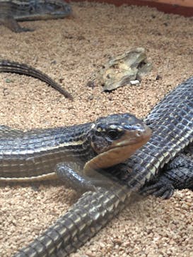 アニタッチ 東京ドームシティに投稿された画像（2024/10/12）