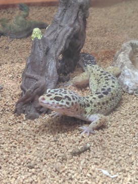 アニタッチ 東京ドームシティに投稿された画像（2024/10/12）