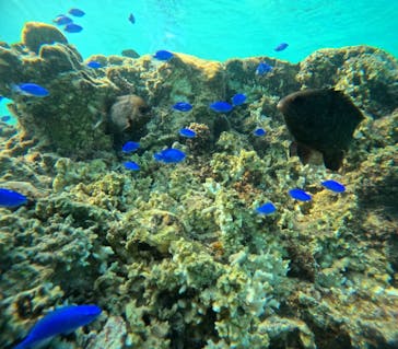 沖縄マリンサービス碧に投稿された画像（2024/10/12）