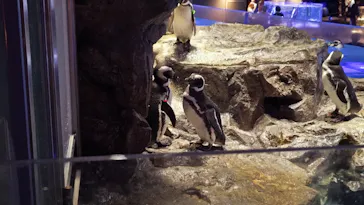 すみだ水族館に投稿された画像（2024/10/12）