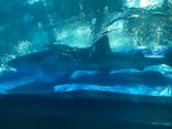 沖縄美ら海水族館に投稿された画像（2024/10/12）