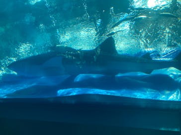 沖縄美ら海水族館に投稿された画像（2024/10/12）