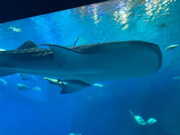沖縄美ら海水族館に投稿された画像（2024/10/12）