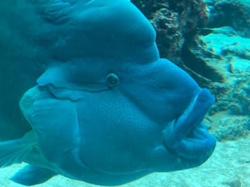 沖縄美ら海水族館に投稿された画像（2024/10/12）