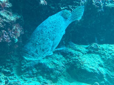 沖縄美ら海水族館に投稿された画像（2024/10/12）