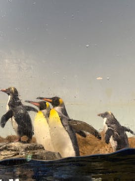 マクセル アクアパーク品川に投稿された画像（2024/10/12）