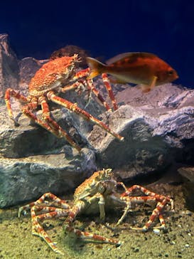 名古屋港水族館に投稿された画像（2024/10/12）
