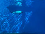 仙台うみの杜水族館に投稿された画像（2024/10/12）