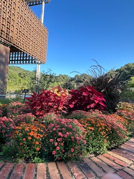 ぎふワールド・ローズガーデンに投稿された画像（2024/10/12）