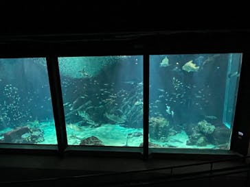 マリンワールド海の中道に投稿された画像（2024/10/12）