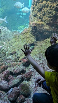 新江ノ島水族館に投稿された画像（2024/10/12）