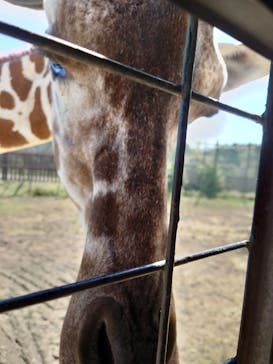 那須サファリパークに投稿された画像（2024/10/12）