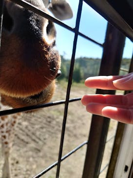 那須サファリパークに投稿された画像（2024/10/12）