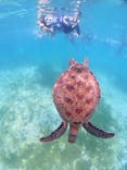 初心者専門宮古島シュノーケリングツアーに投稿された画像（2024/10/12）