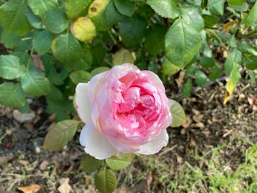 いばらきフラワーパークに投稿された画像（2024/10/12）