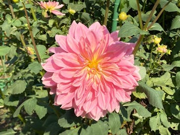 いばらきフラワーパークに投稿された画像（2024/10/12）